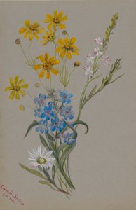 (Sans titre, groupe de fleurs) - Mary Vaux Walcott