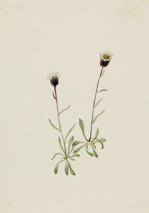 Vergerette des Aléoutiennes Erigeron unalaschensis, n.d.