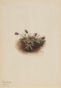 Vergerette des Alpes (Erigeron unalaschcensis) - Mary Vaux Walcott