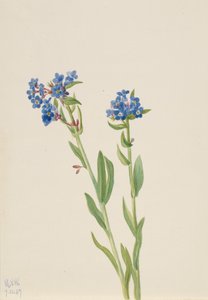 Myosotis des Alpes Myosotis alpestris, 1937