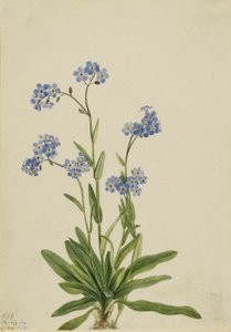 Myosotis des Alpes Myosotis alpestris, 1924
