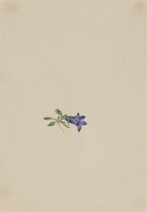 Campanule alpine Campanula lasiocarpa, n.d. - Mary Vaux Walcott