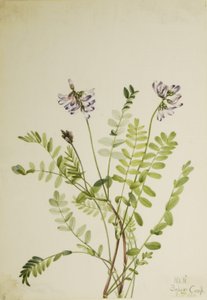 Astragale des Alpes (Astragalus alpinus) - Mary Vaux Walcott