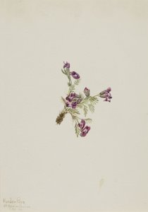 Oxytropis podocarpa (Oxytropis podocarpa)