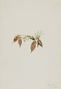 Oxytropis podocarpa (Oxytropis podocarpa) - Mary Vaux Walcott