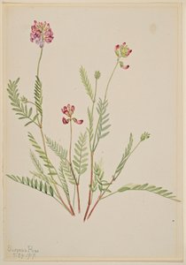 Vesce des Alpes (Astragalus bourgovii) - Mary Vaux Walcott