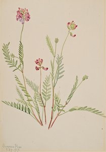 Vesce alpine Astragalus bourgovii, 1917 - Mary Vaux Walcott