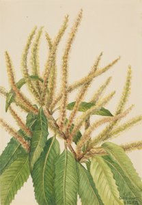 Châtaignier américain Castanea dentata, 1932