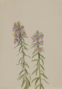 Aster Aster hirariifolius, 1923 - Mary Vaux Walcott