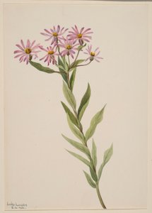 Aster Engelmann - Mary Vaux Walcott