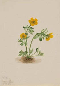 Renoncule des avalanches Ranunculus suksdorfii, 1919