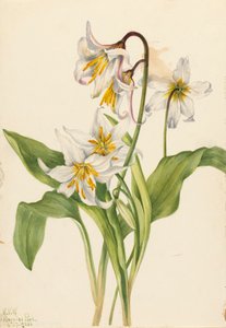 Lys avalanche Erythronium montanum, 1925