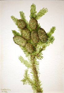 Sapin baumier Albies fraseri, 1932