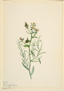 Linaire bâtarde (Comandra pallida) - Mary Vaux Walcott