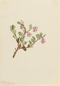 Busserole Arctostaphylos uva-ursi