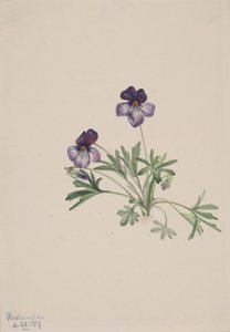 Violette pédatée, 1917