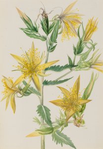Mentzelia laevicaulis, vers 1930