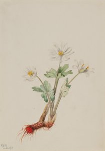 Sanguinaire (Sanguinaria canadensis)