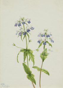 Collinsia verna aux yeux bleus, 1927 - Mary Vaux Walcott
