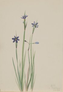 Herbe aux yeux bleus Sisyrinchium angustifolium, 1920