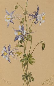Ancolie bleue Aquilegia caerulea - Mary Vaux Walcott