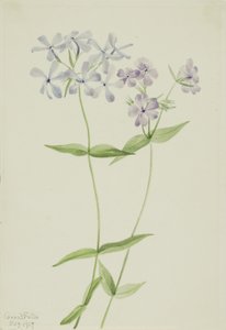 Phlox bleu (Phlox divaricata)