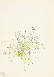 Bluets - Mary Vaux Walcott