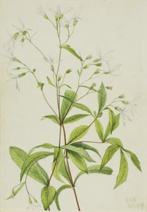 Porteranthus trifoliatus, 1919 - Mary Vaux Walcott