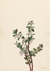 Box Huckleberry (Gaylussacia brachycera)