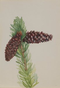 Pin à cônes (Pinus aristata)
