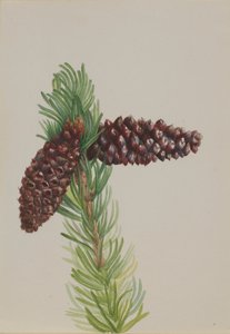 Pin aristé Pinus aristata, vers les années 1930