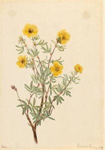 Potentille fruticosa, 1917