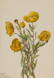 Pavot de brousse Dendromecon rigide, 1927