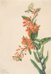 Herbe à papillon Asclepias tuberosa, 1919 - Mary Vaux Walcott