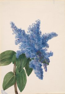 Lilas de Californie Ceanothus thyrsiflorus - Mary Vaux Walcott