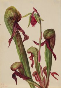 Chrysamphore de Californie (Chrysamphora californica)