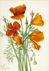 Pavot de Californie Eschscholtzia californica