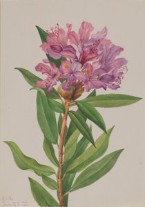 Rhododendron californicum