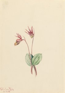 Calypso (Cytherea bulbosa)