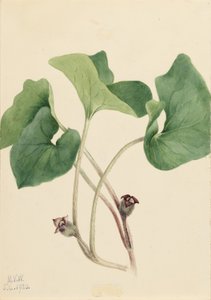 Gingembre sauvage du Canada (Asarum canadense)