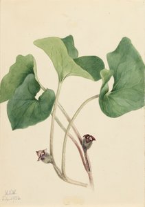 Gingembre sauvage du Canada Asarum canadense, 1920