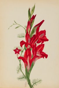 Cannas et vigne cyprès (Canna species et Ipomoea quamoclit) - Mary Vaux Walcott