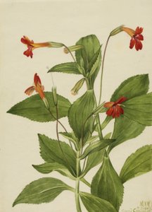 Mimulus cardinalis