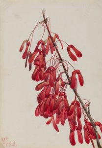 Érable de Caroline Acer carolinianum
