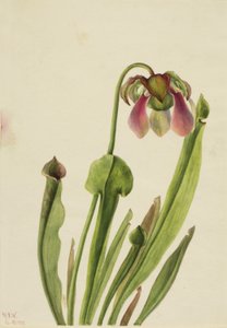 Sarracénie de Catesby (Sarracenia catesaei)
