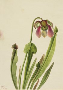 Sarracénie de Catesby, 1929
