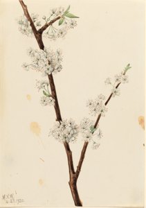 Prunier de Chickasaw (Prunus angustifolia) - Mary Vaux Walcott