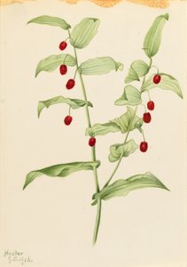 Tige torsadée agrippante (Streptopus amplexifolius) - Mary Vaux Walcott