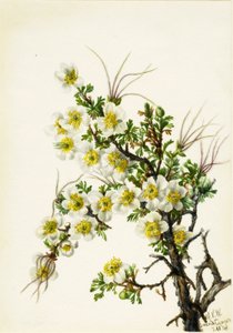 Cliffrose, 1934