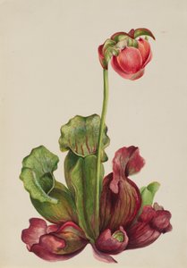 Sarracénie pourpre